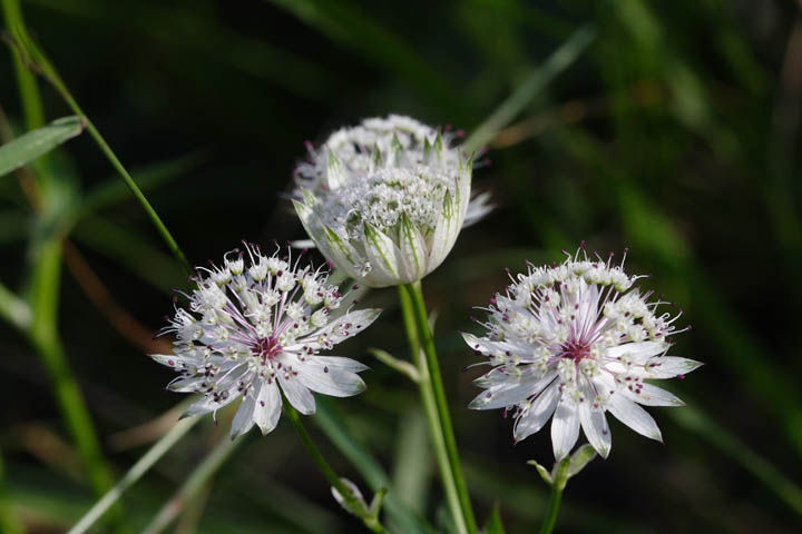 Fiori e piante tra 1000 e 1100 m